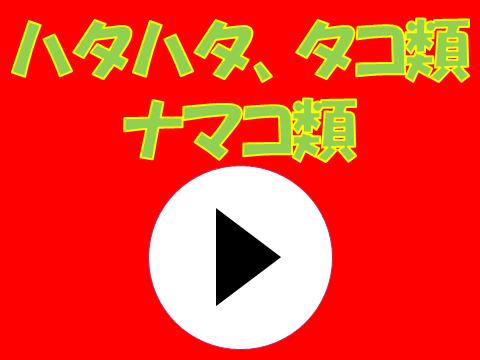 ハタハタ&タコ類&ナマコ類