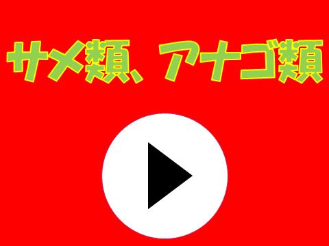 サメ&アナゴ類