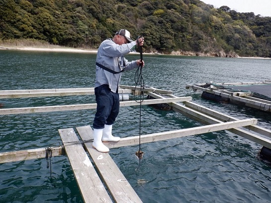 イワガキ試験養殖