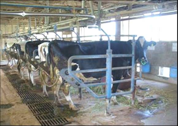 ������̍��������