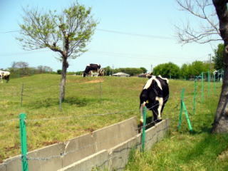 ���q���̓���